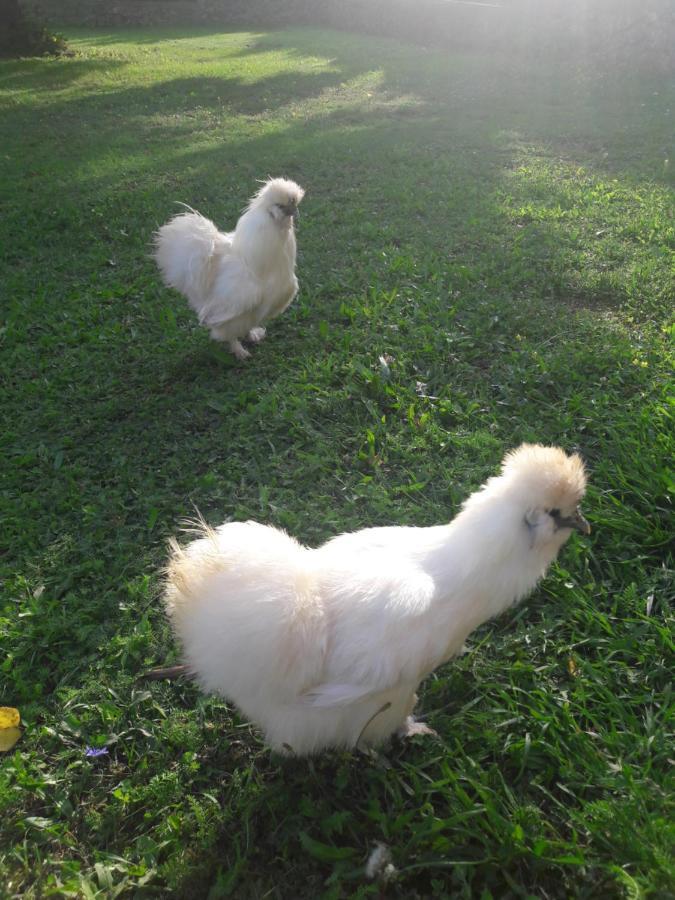 Country House Lokev旅馆 外观 照片